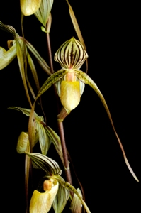 Paphiopedilum Crouching Tiger Piedmont HCC/AOS 78 pts.